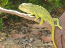suse.webp