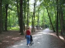 scheerwald1.webp